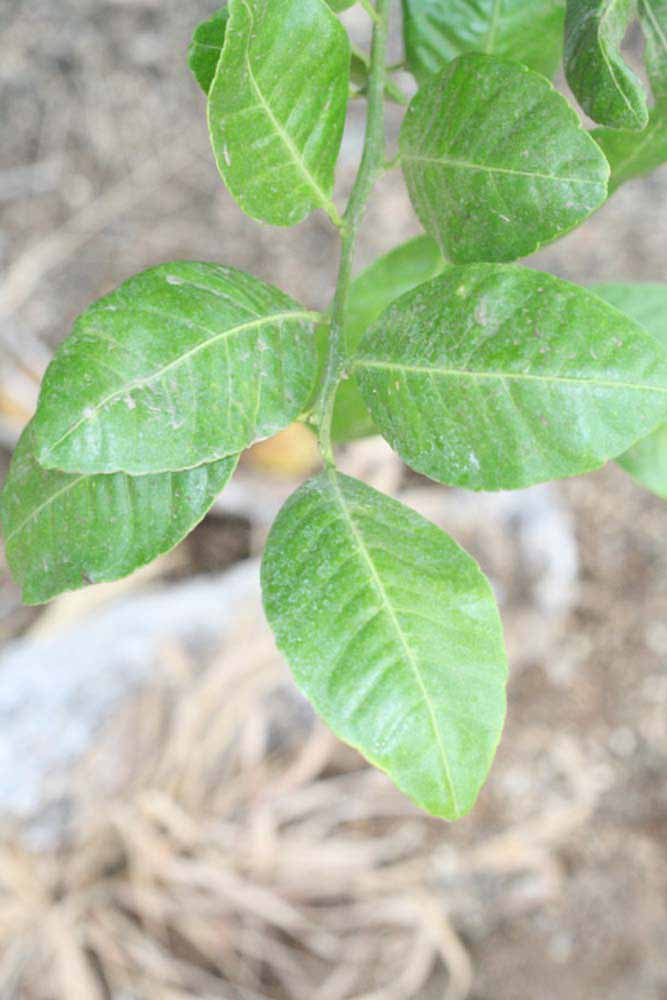              Sun leaves (Riverside, CA)       
